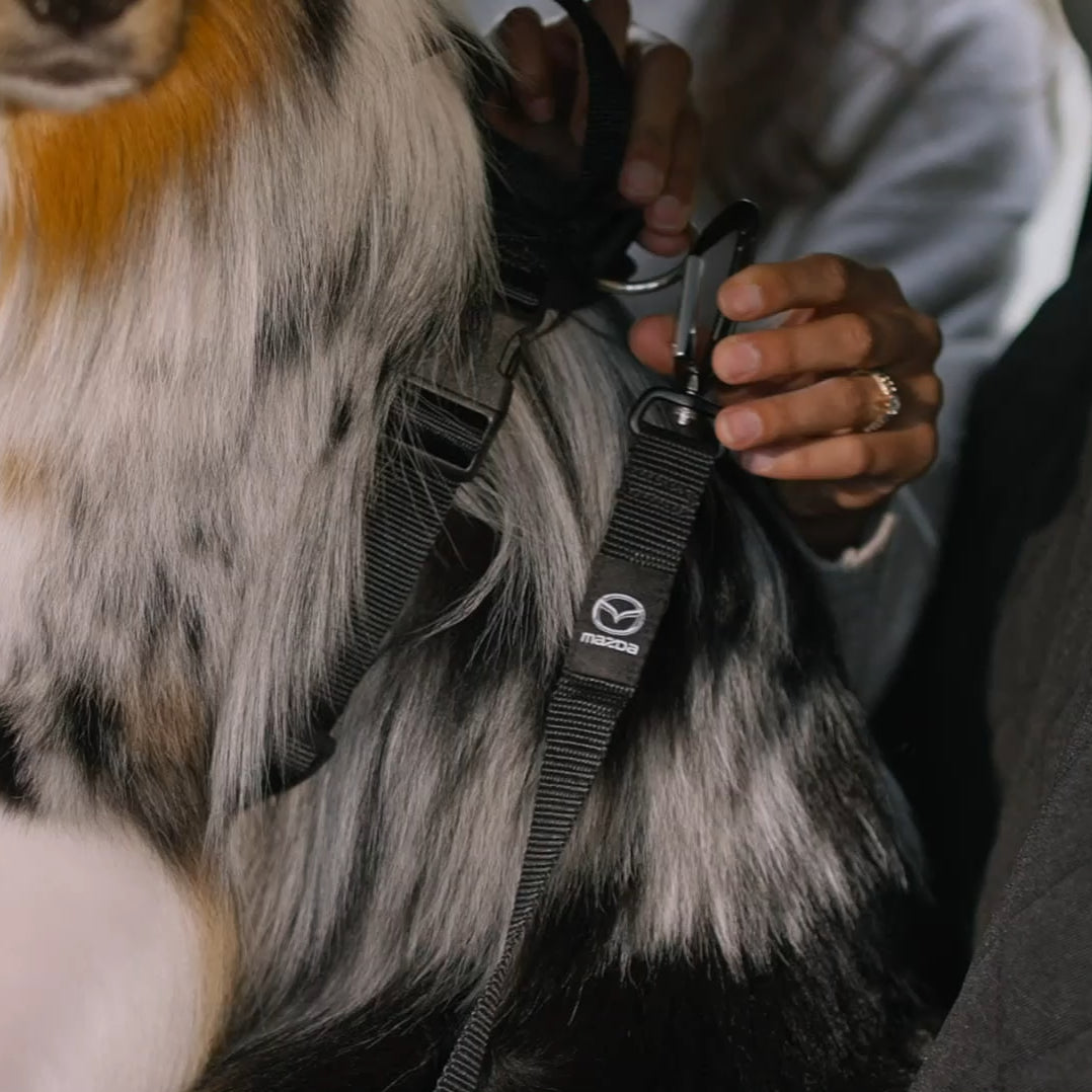 Cinturón de seguridad para mascotas | Mazda